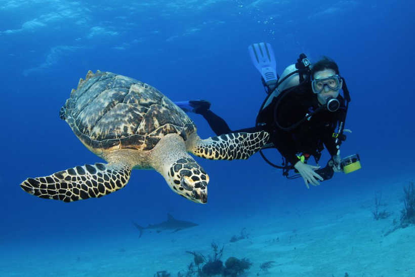Hurghada Full-Day Diving Tour with Lunch & Two Dive Sites