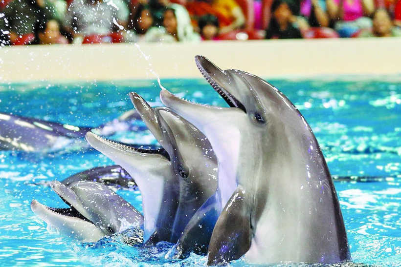 Dolphin Show Tickets and Transfers