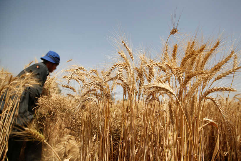 Agriculture in Egypt