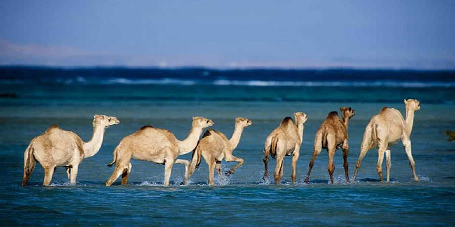 www.egypttraveltips.com